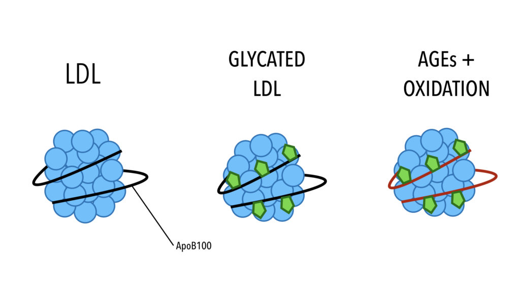 Glycated LDL INSULEAN